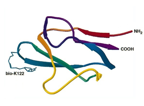 Protein Biotinylation service