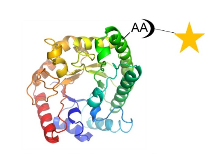 Protein Fluorophore Conjugation service