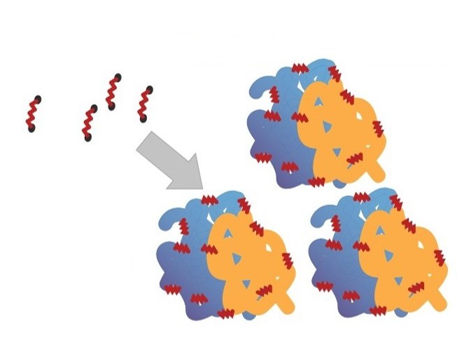 Protein and Peptide Crosslinking service