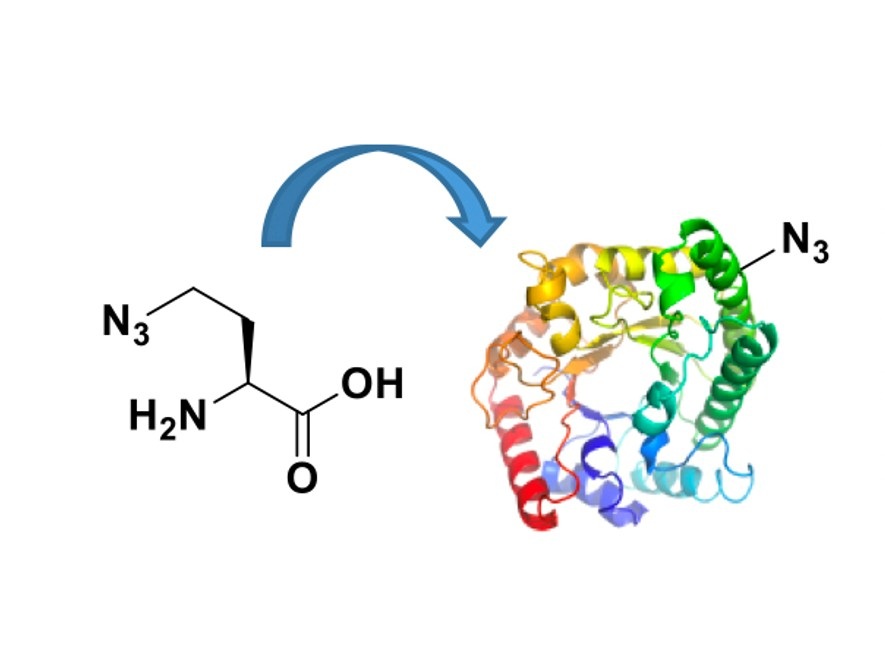 Incorporation of Bioorthogonal Handles