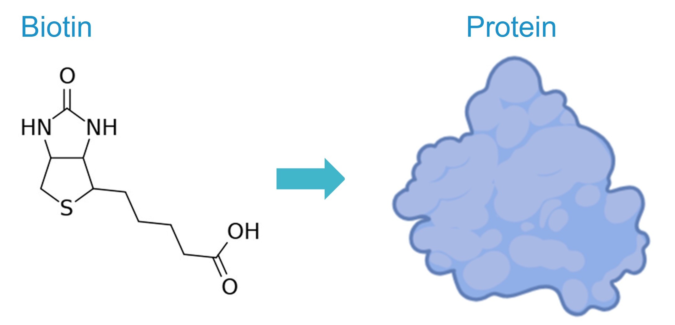 Protein biotinylation