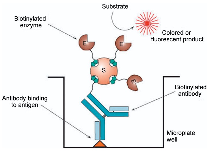 Biotin–Streptavidin System