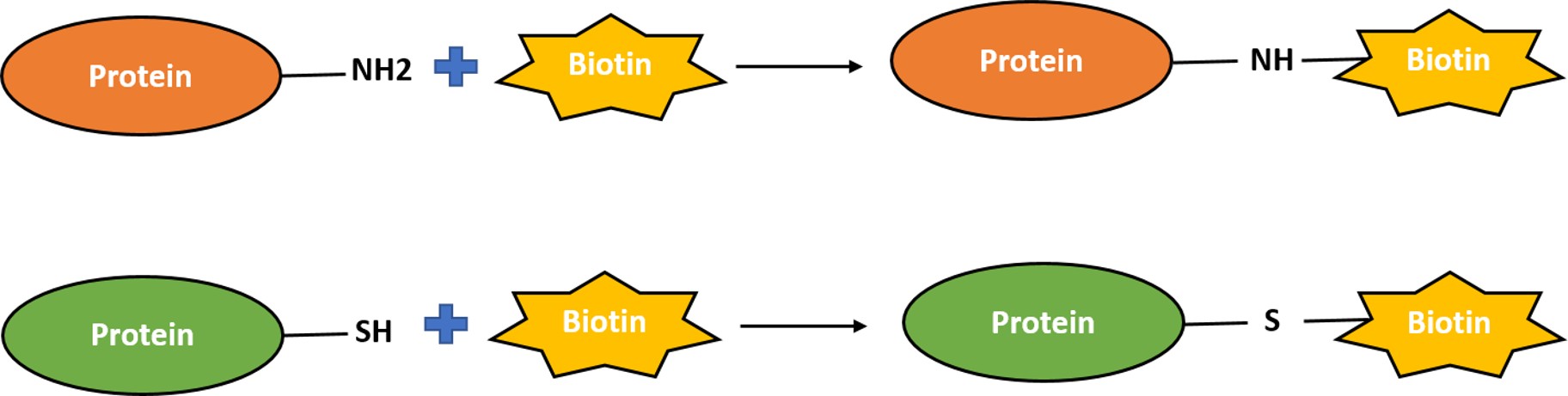 Primary amine and sulfhydryl biotinylation