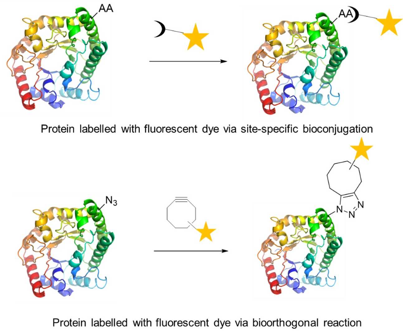 Fluorophore labeling