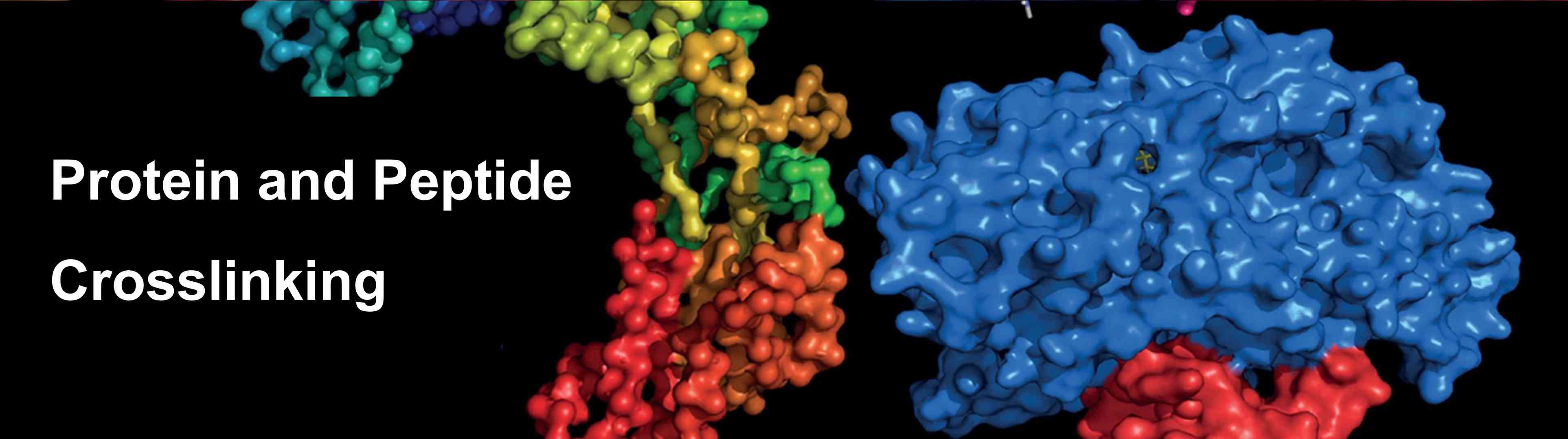 Protein and peptide crosslinking services overview