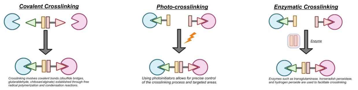 Three strategies of protein crosslinking