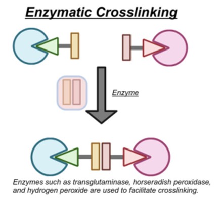 Enzymatic crosslinking illustration, Gan et al., 2024