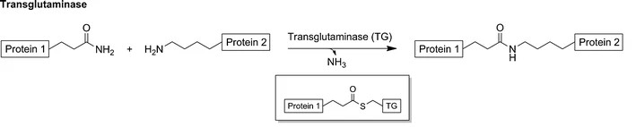 Enzymatic crosslinking by transglutaminase