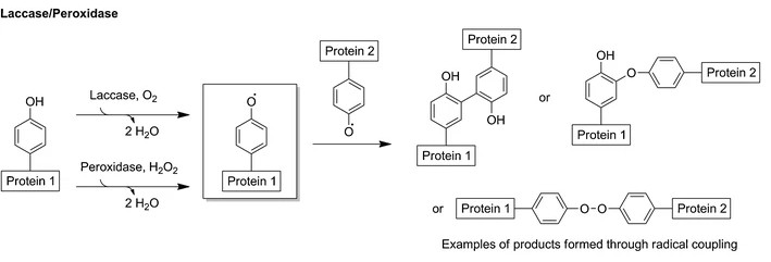 Enzymatic crosslinking by laccase/peroxidase