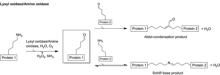 Enzymatic crosslinking by Lysyl oxidase/amine oxidase