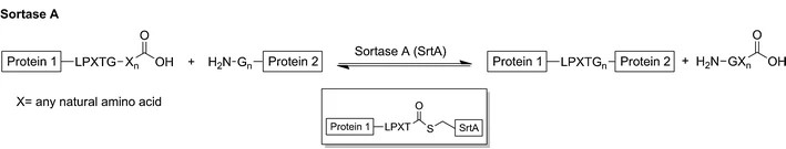 Enzymatic crosslinking by sortase