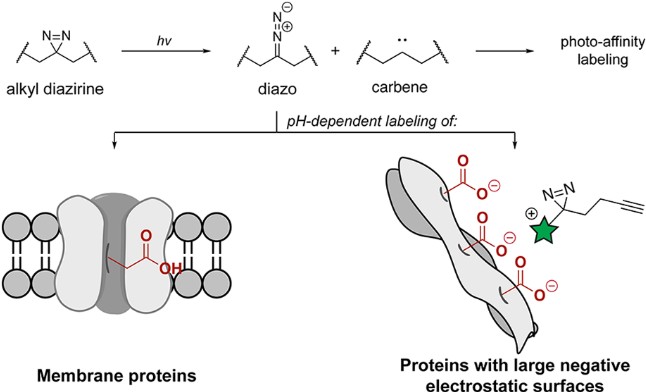Enzymatic crosslinking by transglutaminase