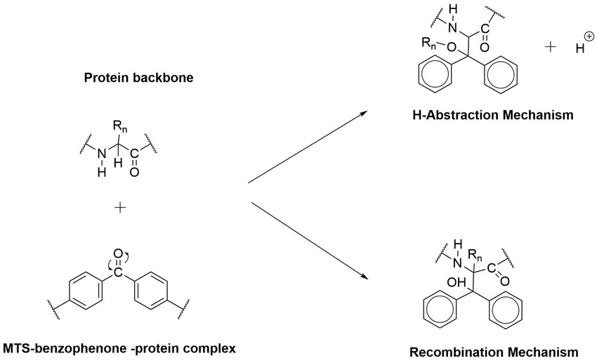 Enzymatic crosslinking by transglutaminase