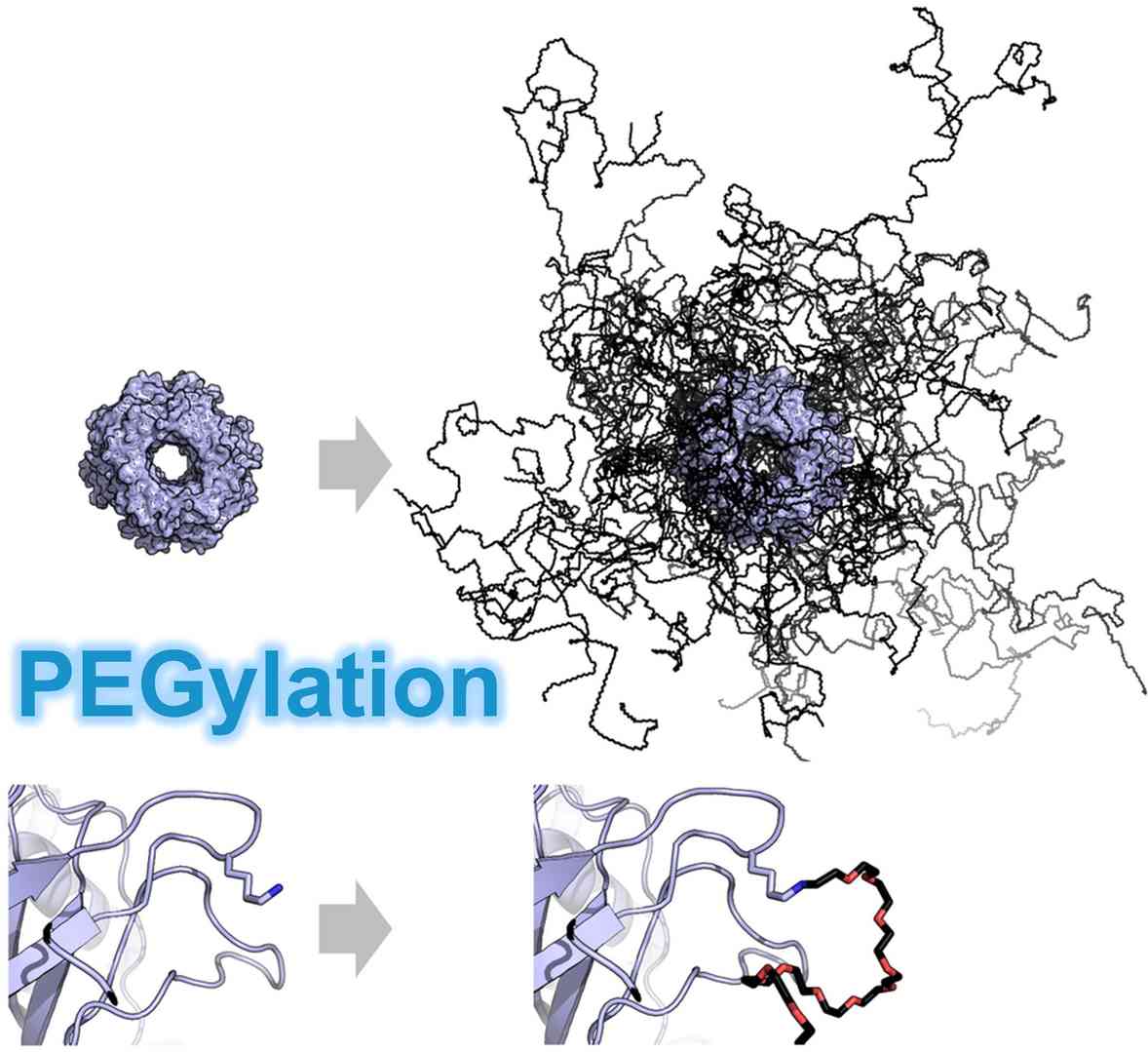 PEGylation products and services overview