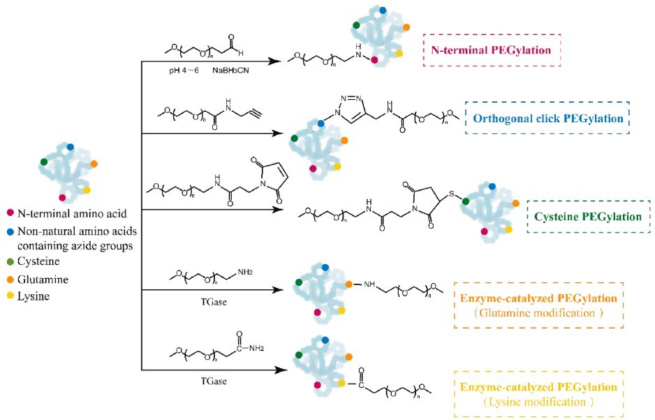 Protein PEGylation