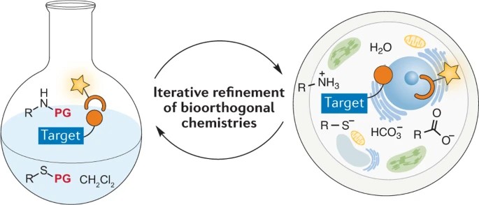 Bioorthogonal handle incorporation strategies, Nguyen and Prescher, 2020