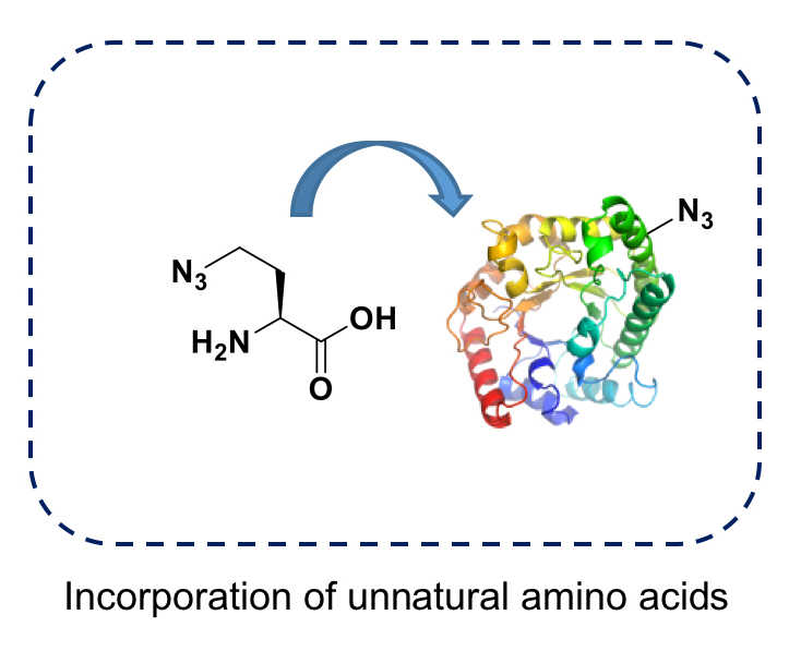 Incorporation of Unnatural Sugars
