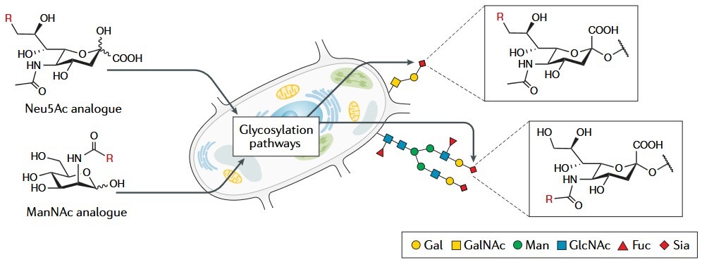 Exploiting metabolic glycoengineering to advance healthcare