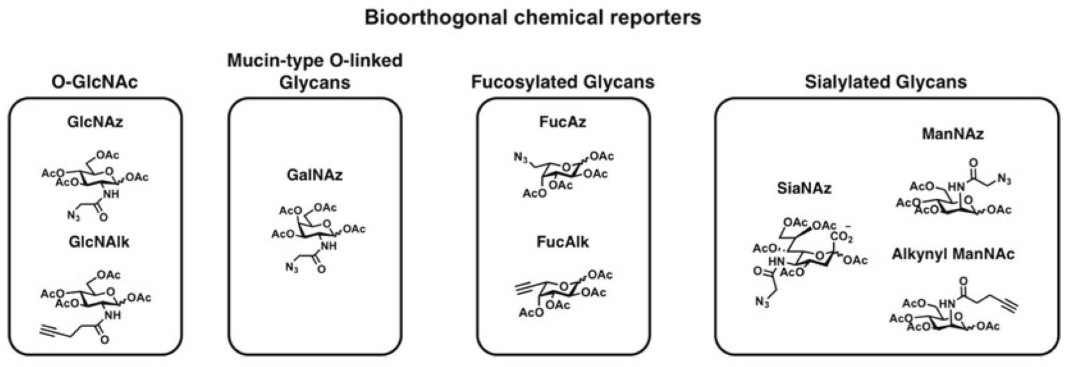 Incorporation of unnatural sugars for the identification of glycoproteins