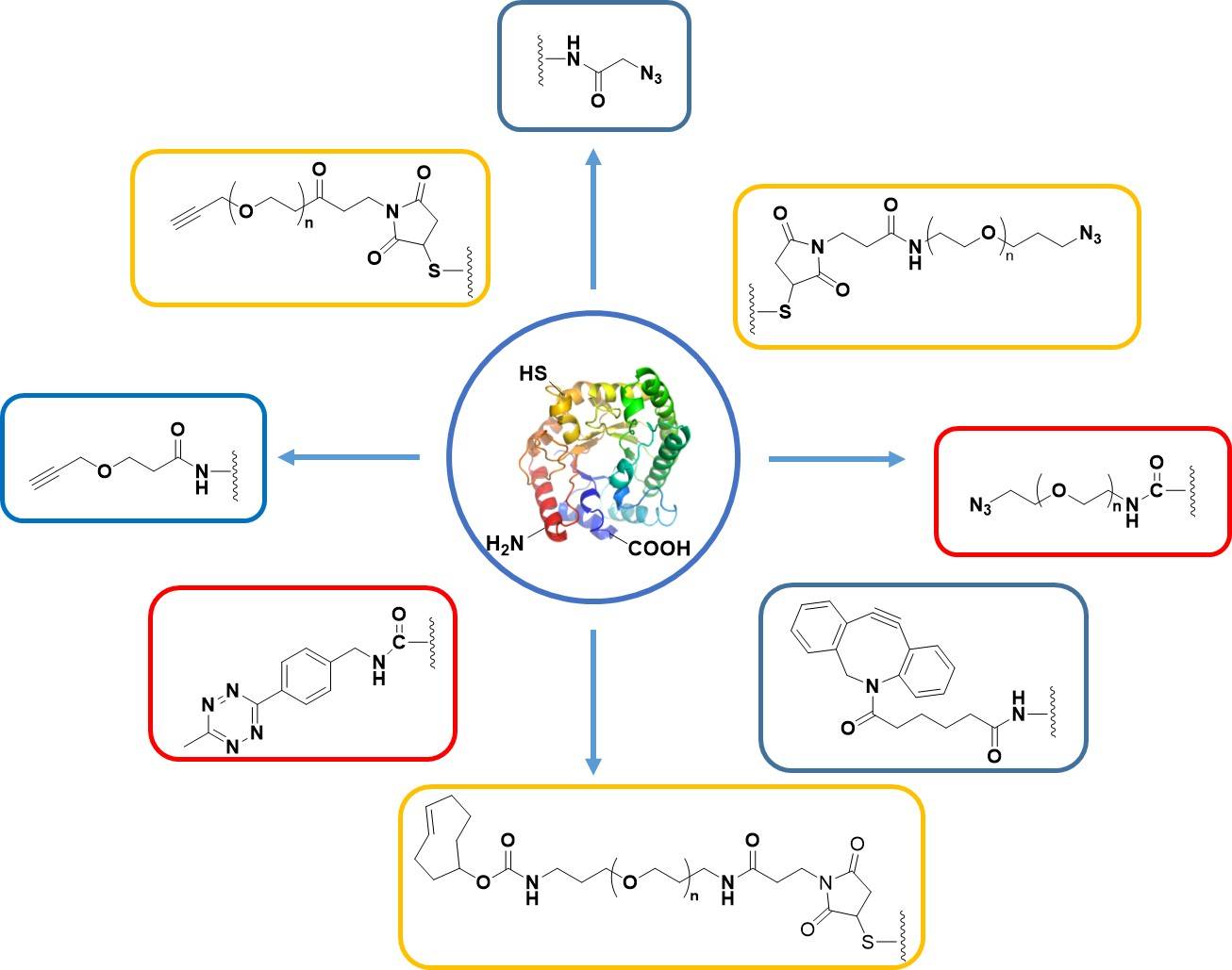 Chemical modification of protein and other biomolecules