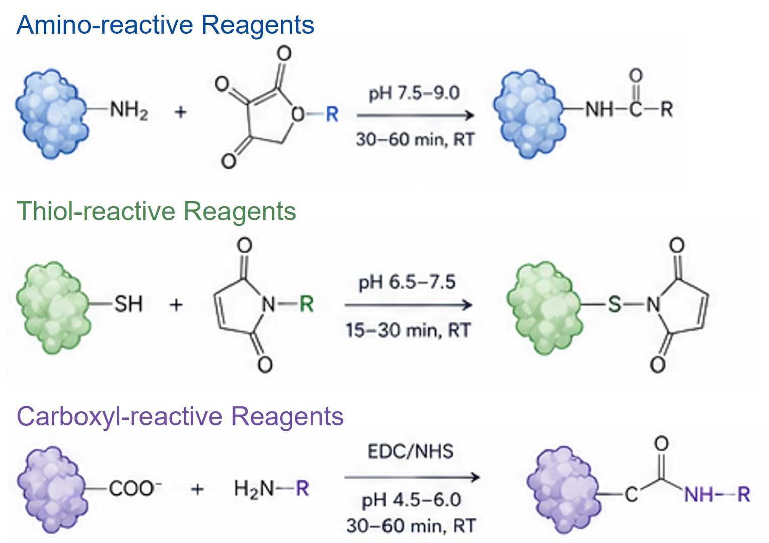 Chemoselective Protein Modification