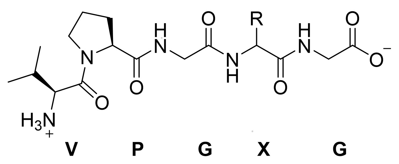 Monomeric ELP unit