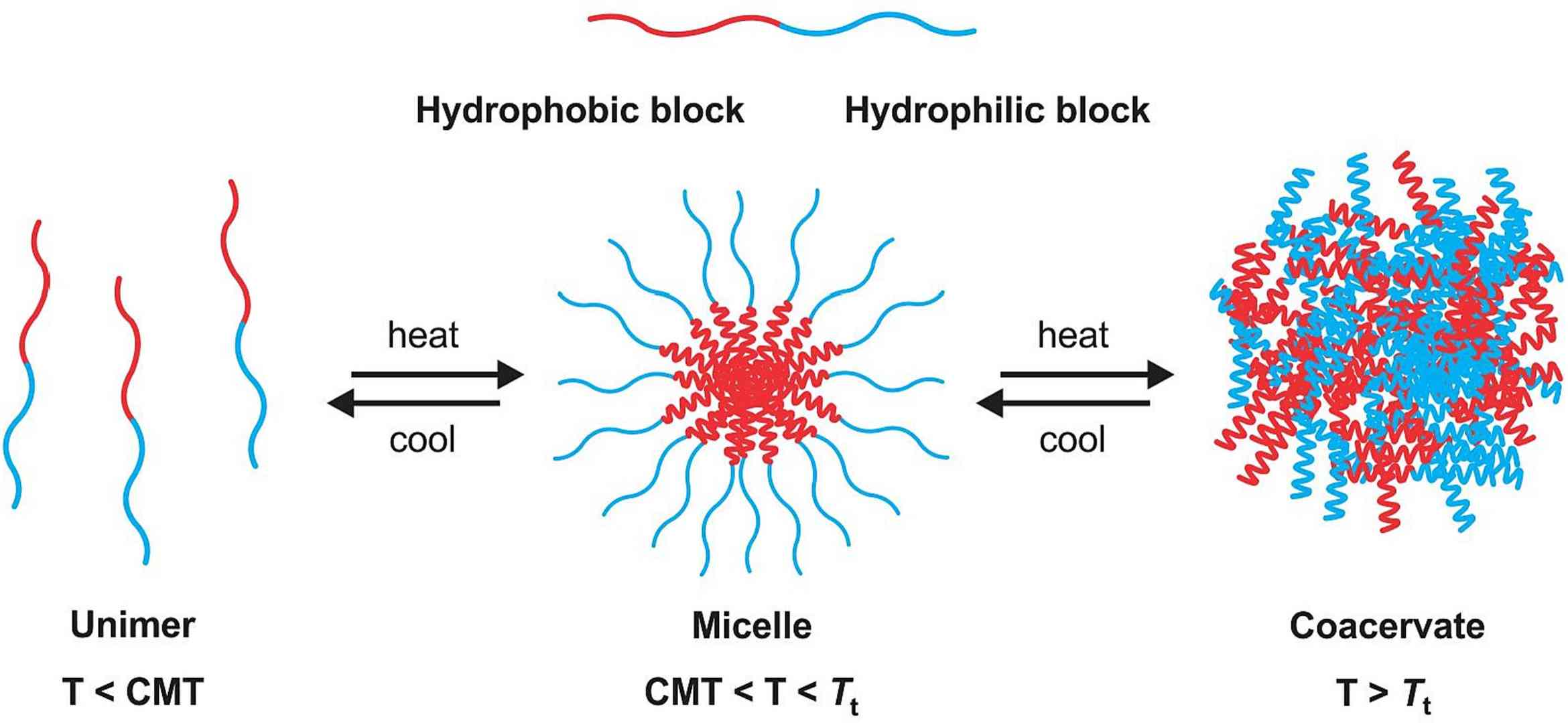ELP fusion protein phase transition