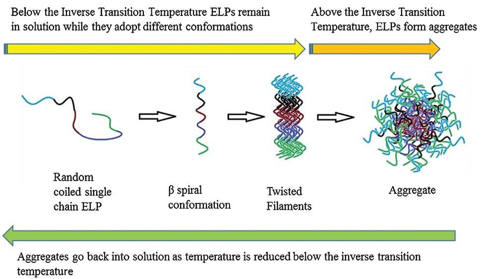 ELP fusion protein phase transition
