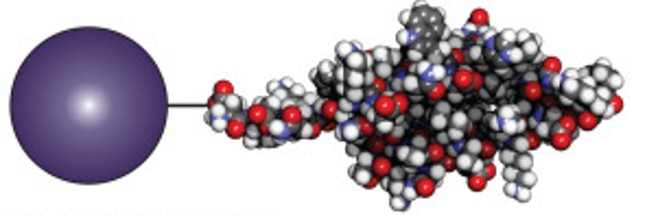 Immobilized protein A, Hermanson, 2013