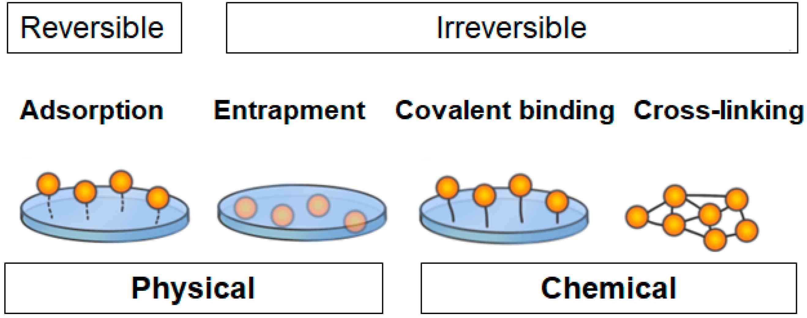 Protein immobilization techniques