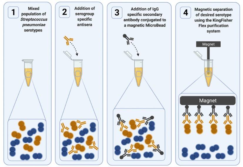 Protein-conjugated magnetic beads for affinity purification