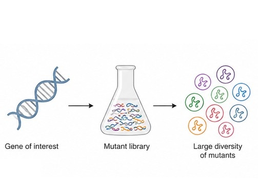 Protein mutant library construction services