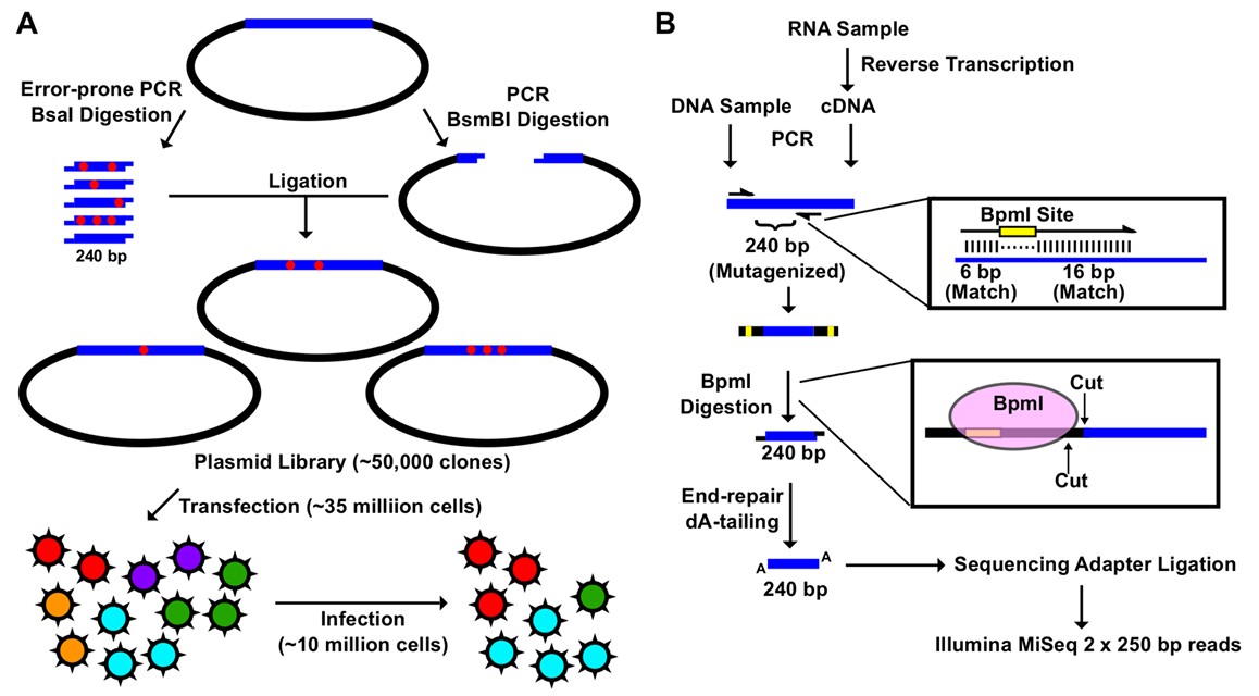Protein mutant library technologies