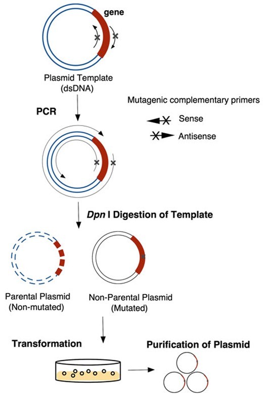 Site-directed mutagenesis methodology