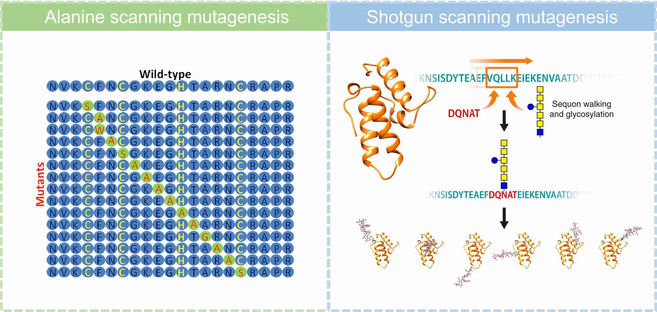Comparison of alanine scanning and shotgun scanning mutagenesis approaches