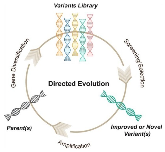 Directed evolution cycle showing diversification, screening, and amplification