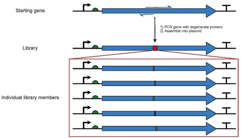 Site-directed mutagenesis library cloning steps