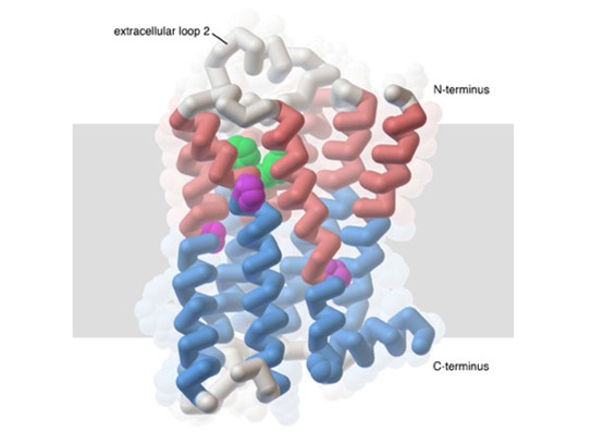 GPCR screening service for drug discovery