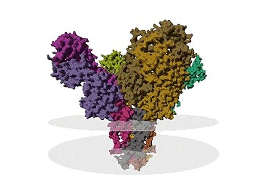 Ion channel screening service