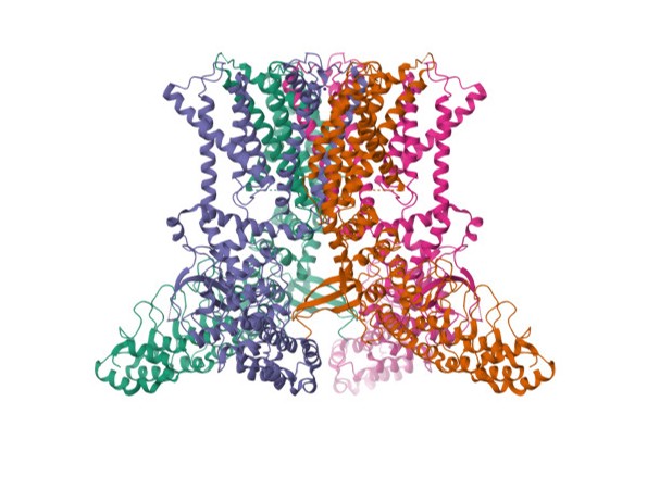 Thermo- and mechanosensitive receptor screening