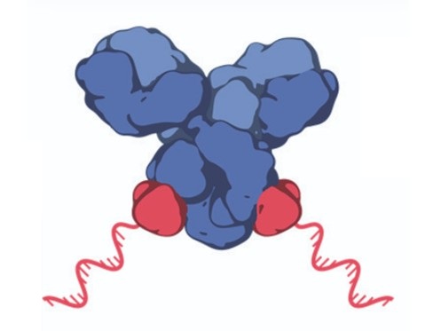 Aptamer development service