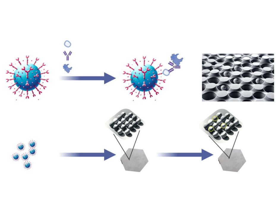 Single molecule array Simoa assay service