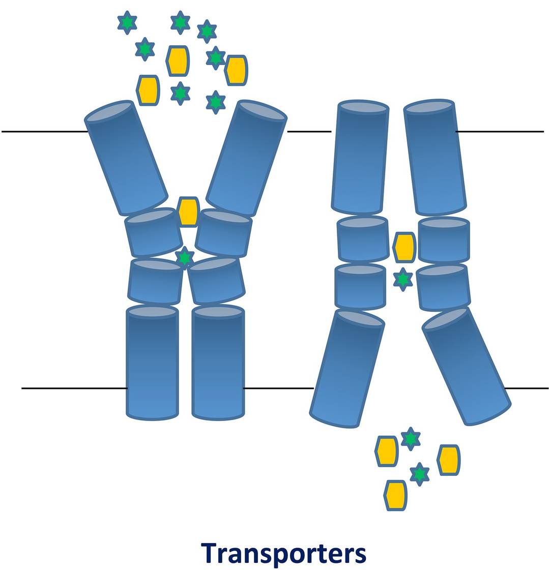 Transporter screening service
