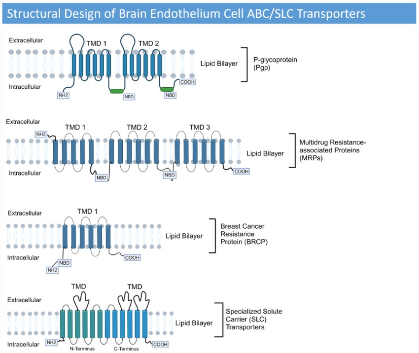 Schematic diagram of ABC and SLC transporter families