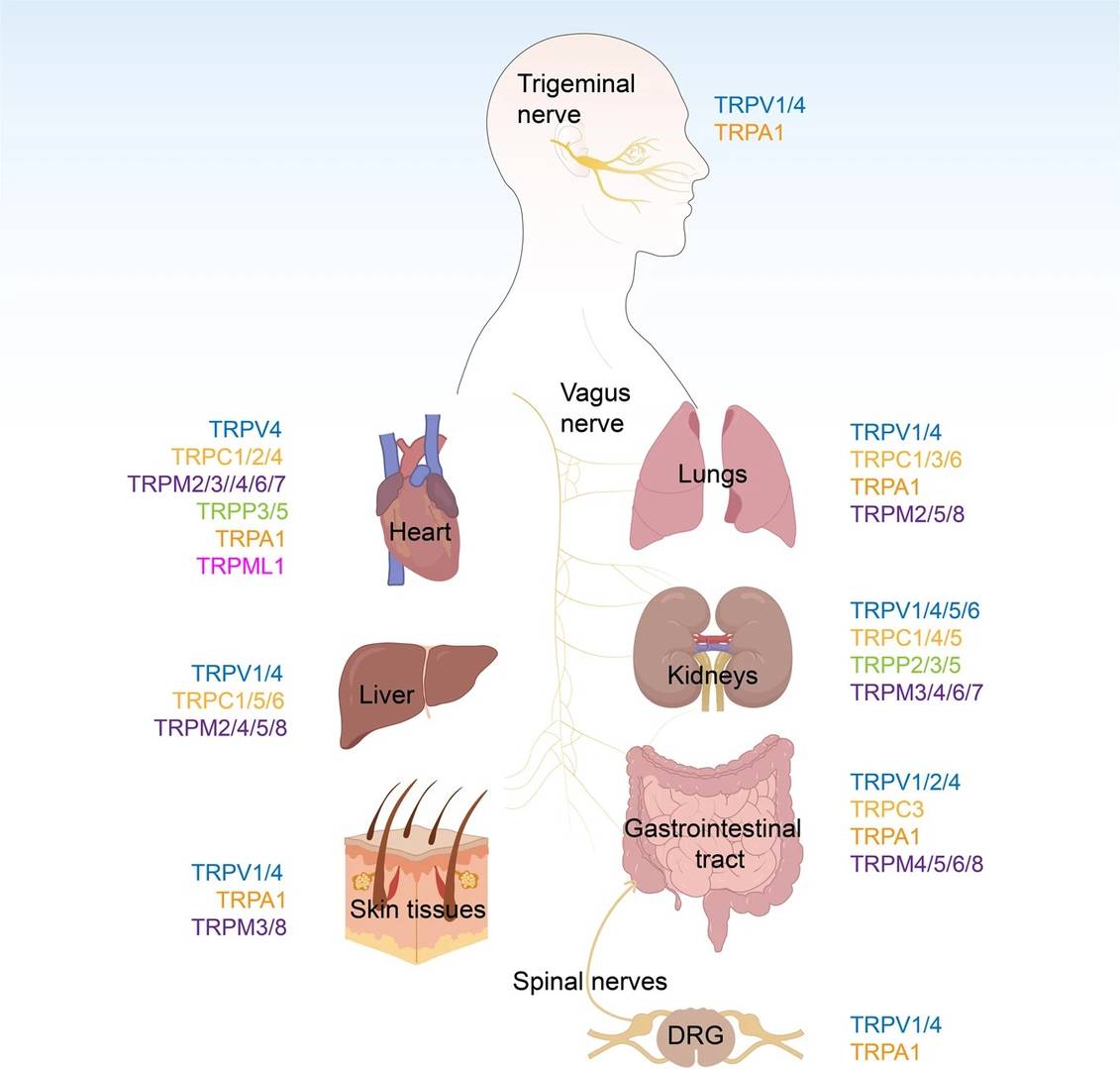 Thermo- and mechanosensitive receptor screening for pain drug discovery