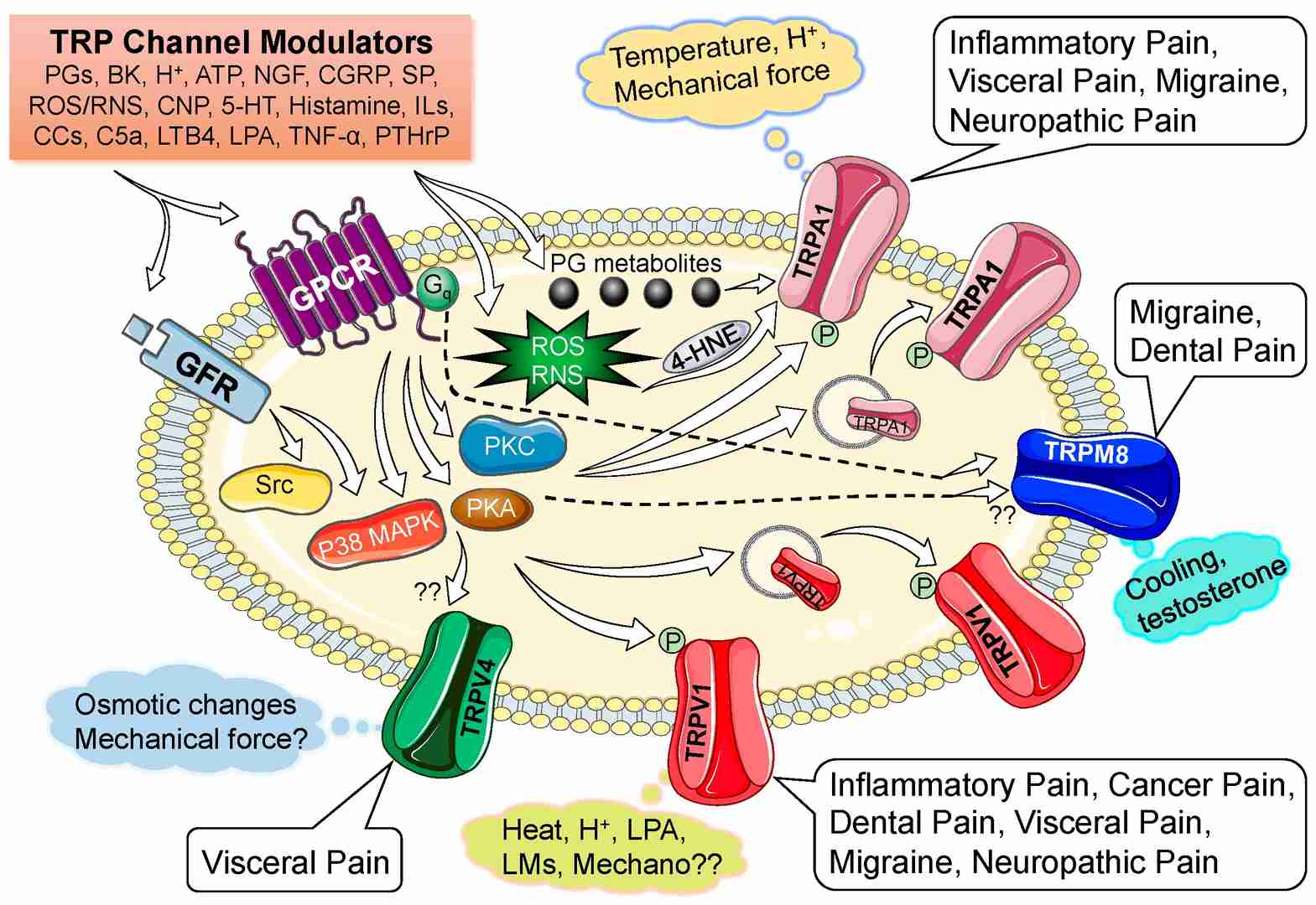 Temperature and touch receptor families and their activating stimuli