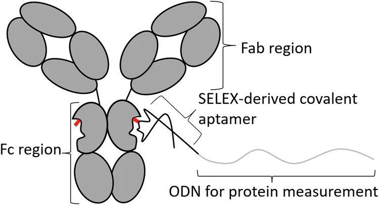 Aptamer development service using SELEX technology