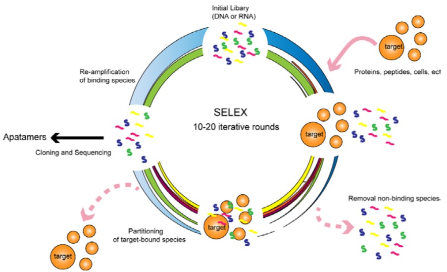 SELEX workflow for aptamer selection