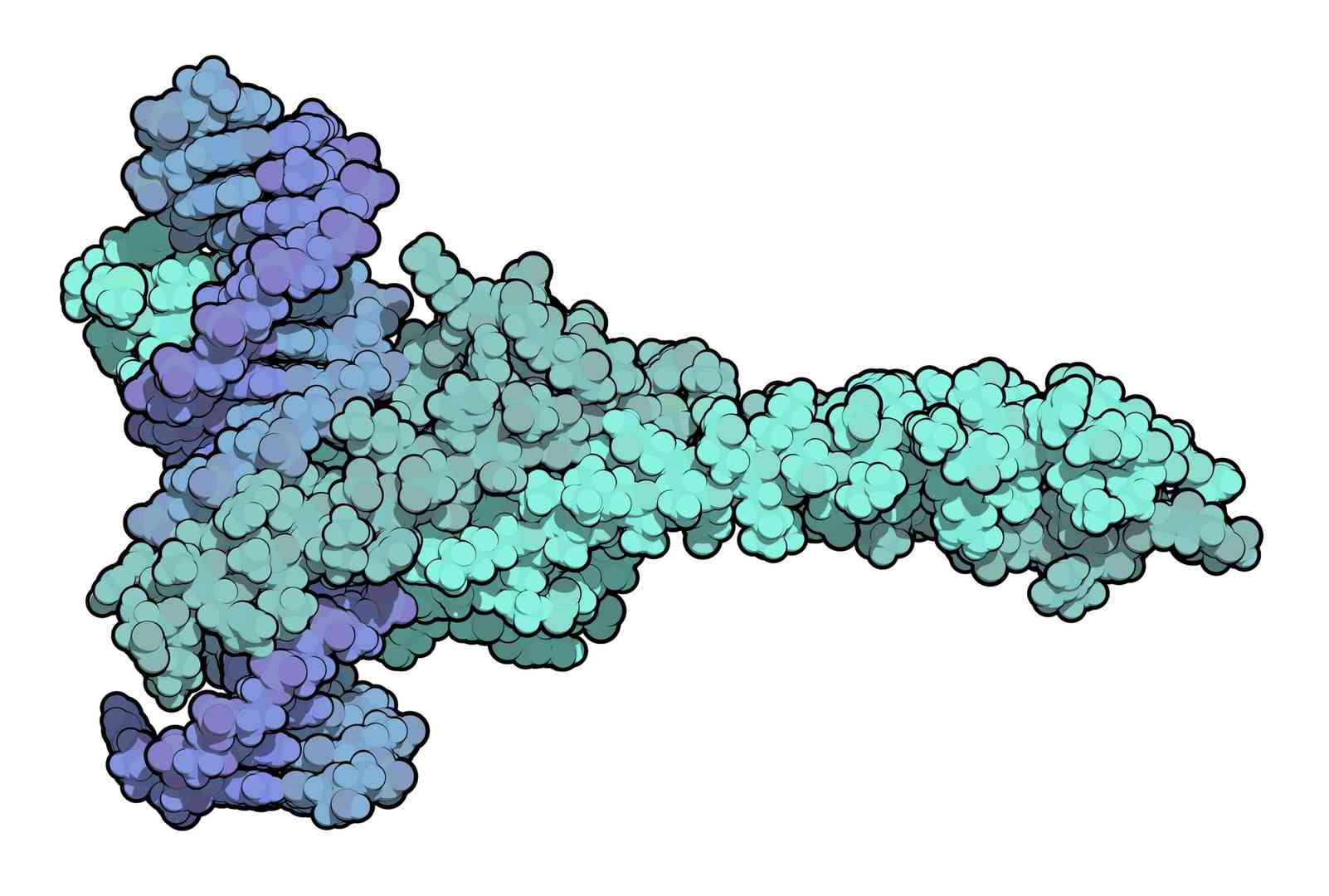 Transcription factor profiling services for gene regulation studies