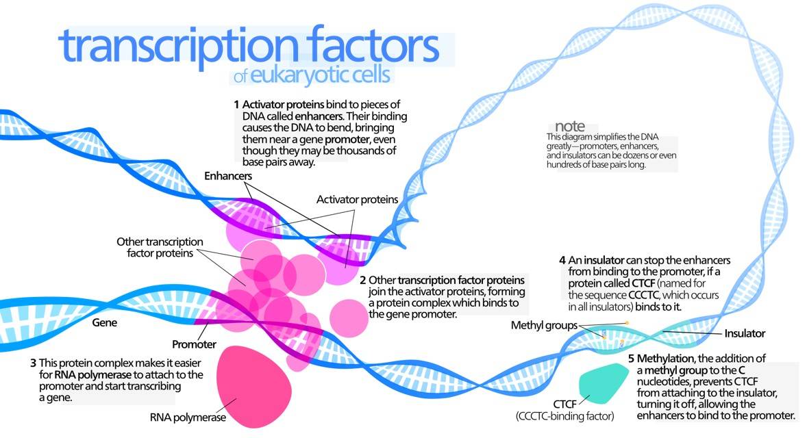 Mechanisms of transcriptional regulation by transcription factors